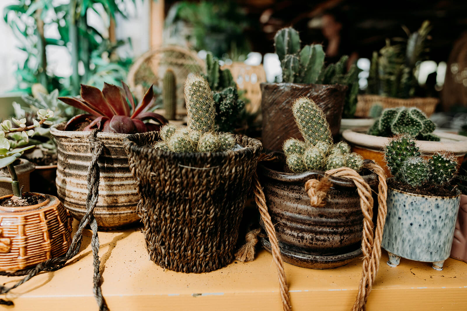 opgejaagd gevoel verminderen image cactus