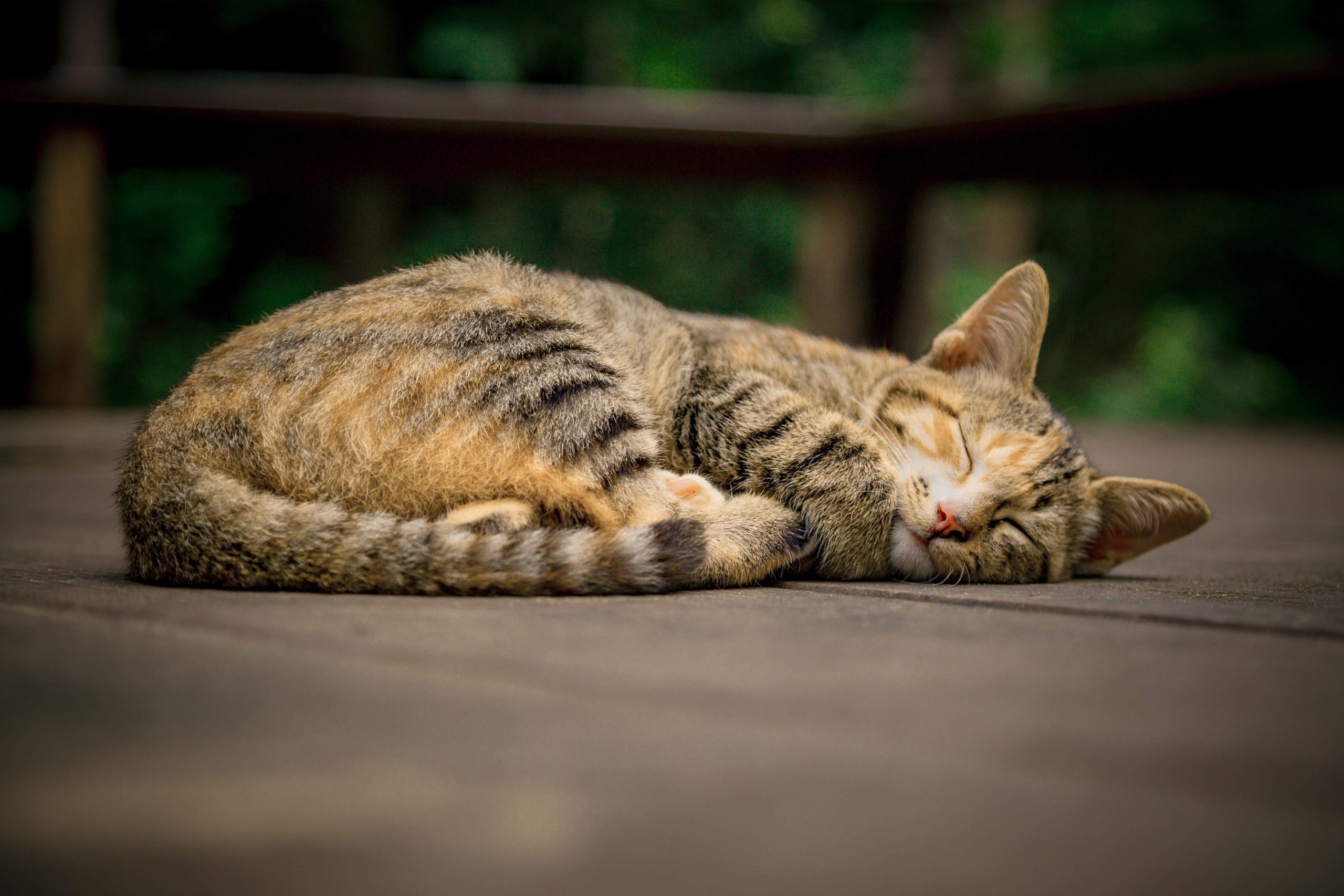 Sleeping cat image