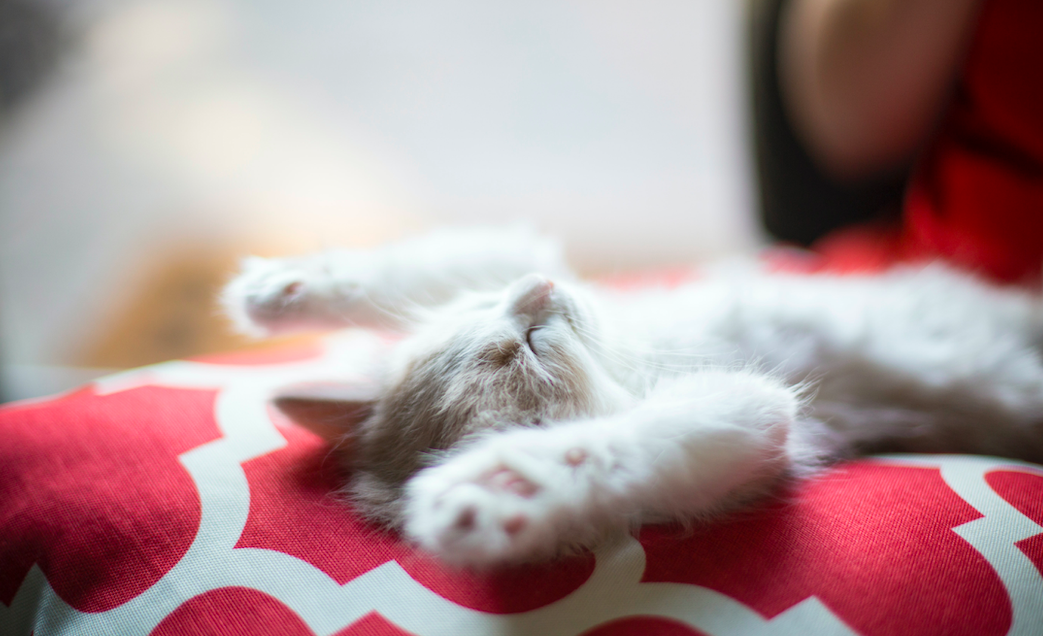 Slapende kat op zijn rug in bed